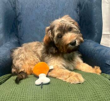 Pebbles -  Wheaten Terrier Dog for Adoption in Walker, Louisiana - Pebbles | PetCurious