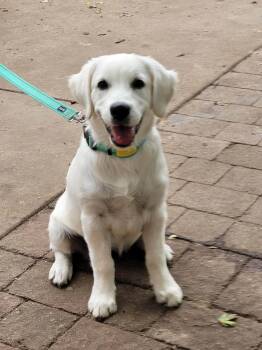 Ivory -  Golden Retriever Dog for Adoption in Waterville, Ohio - Ivory | PetCurious