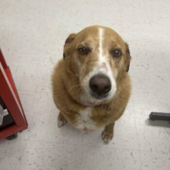 TXAC-Stray-19854 -  Cattle Dog Dog Available for Adoption in Portland, Texas - TXAC-Stray-19854 | PetCurious