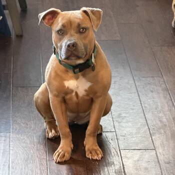 American Bully Dogs Available for Adoption in Mansfield, Texas - Hazel | PetCurious