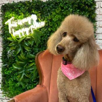 Rosie -  Miniature Poodle Dog for Adoption in Courtice, Ontario - Rosie | PetCurious