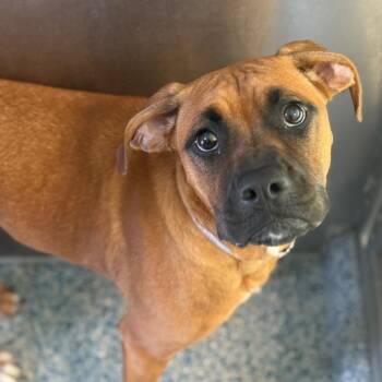 Soma -  Boxer and Mixed Breed Dog for Adoption in Long Beach, California - Soma | PetCurious