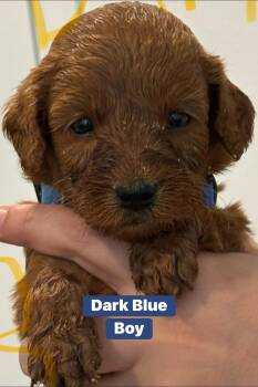 Goldendoodle Dogs Available for Sale in Houston, Texas - Golden Doodles  | PetCurious
