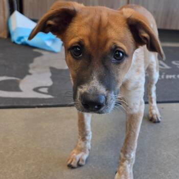 Sandel -  Cattle Dog Dog for Adoption in Sand Springs, Oklahoma - Sandel | PetCurious