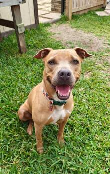 American Staffordshire Terrier Dogs Available for Adoption in Richmond, Texas - Lilly | PetCurious