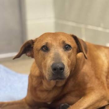 Olivia -  Doberman Pinscher Dog for Adoption in Sacramento, California - Olivia | PetCurious