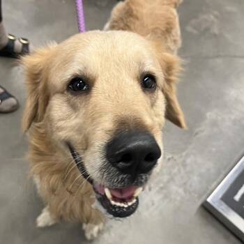 Golden Retriever Dogs Available for Adoption - Buddy | PetCurious