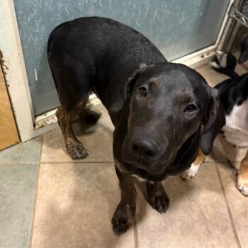 Rescue Mixed Breed Dogs for Adoption in Chattanooga, Tennessee - Oak | PetCurious