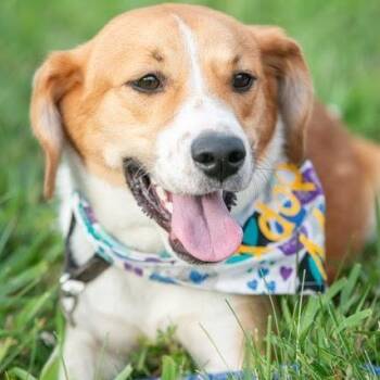 Milano -  Hound and Mixed Breed Dog for Adoption in Springfield, Missouri - Milano | PetCurious