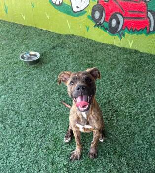 PEBBLES -  Pit Bull Terrier Dog for Adoption in Vandergrift, Pennsylvania - PEBBLES | PetCurious