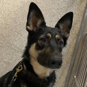 Shepherd Dogs Available for Adoption in Palm Springs, California - Akuma | PetCurious