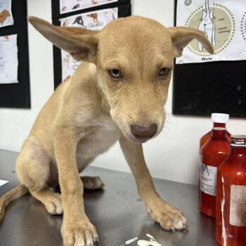 Prince Naveen -  Shepherd and Mixed Breed Dog for Adoption in Birmingham, Alabama - Prince Naveen | PetCurious
