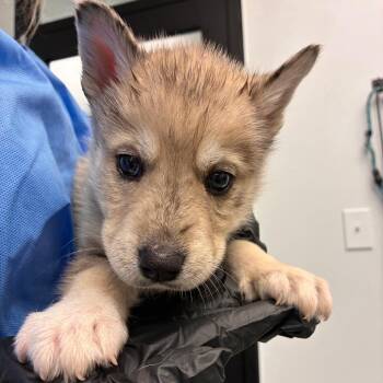 Finn -  Catahoula Leopard Dog and Husky Dog for Adoption in Abilene, Texas - Finn | PetCurious