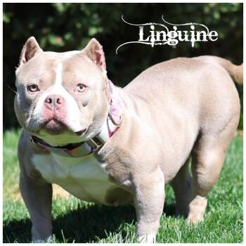 Terrier Dogs Available for Adoption in Sioux Falls, South Dakota - Linguine | PetCurious