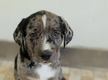 Canoodle -  Catahoula Leopard Dog and German Shorthaired Pointer Dog for Adoption in Republic, Washington - Canoodle | PetCurious