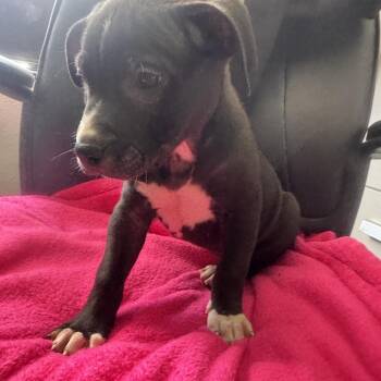 Chip -  Pit Bull Terrier and Labrador Retriever Dog for Adoption in Incline Village, Nevada - Chip | PetCurious