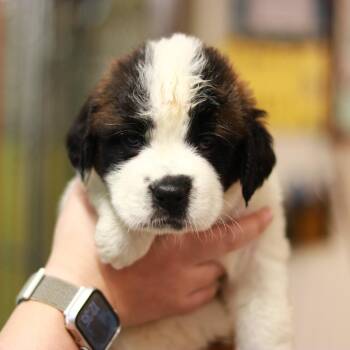 CT Buttercup -  Saint Bernard Dog for Adoption in Stormville, New York - CT Buttercup | PetCurious