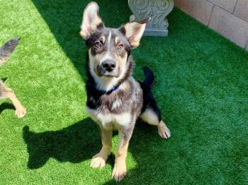 German Shepherd Dog and Mixed Breed Dogs Available for Adoption in Moreno Valley, California - FROTO | PetCurious