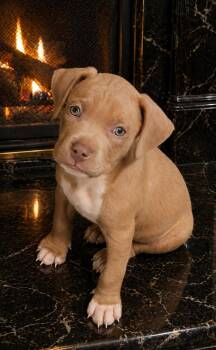 Terrier Dogs Available for Adoption in Chattanooga Valley, Georgia - Tater | PetCurious