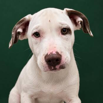 Casper -  Pit Bull Terrier and Mixed Breed Dog for Adoption in Concord, North Carolina - Casper | PetCurious