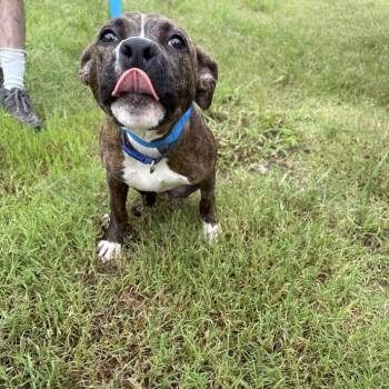Hopper -  Boxer and Mixed Breed Dog for Adoption in North Charleston, South Carolina - Hopper | PetCurious