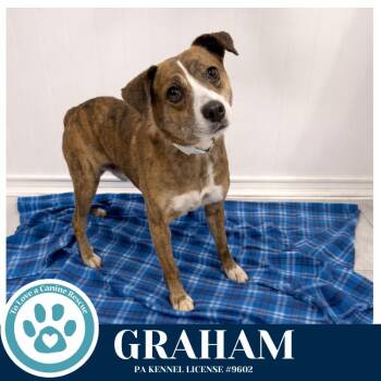 Terrier Dogs Available for Adoption - Graham 031426 | PetCurious