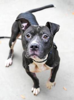 Mixed Breed Dogs Available for Adoption in Chamblee, Georgia - Hulko | PetCurious