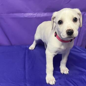 Rescue Hound and Mixed Breed Dogs for Adoption in North Myrtle Beach, South Carolina - Moochie | PetCurious