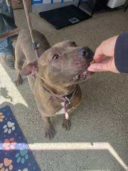 Rescue Mixed Breed Dogs for Adoption in Leadville, Colorado - Teresa | PetCurious