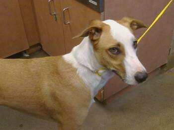 SANJI -  Greyhound and Pit Bull Terrier Dog for Adoption in Sacramento, California - SANJI | PetCurious