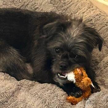 Tootsie -  Poodle and Pug Dog for Adoption in Aurora, Nebraska - Tootsie | PetCurious