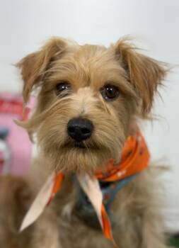 Howlen-One of our Amazing Rescue Dogs -  Norfolk Terrier and Havanese Dog for Adoption in Carlsbad, California - Howlen-One Of Our Amazing Rescue Dogs | PetCurious