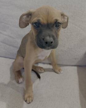 Boxer Dogs Available for Adoption - Tulip | PetCurious