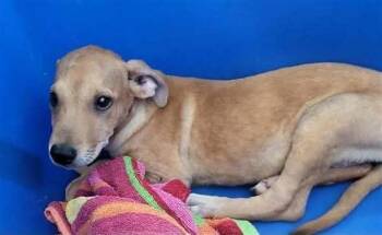 Honey pka Marina -  Retriever Dog for Adoption in Dallas, Texas - Honey Pka Marina | PetCurious