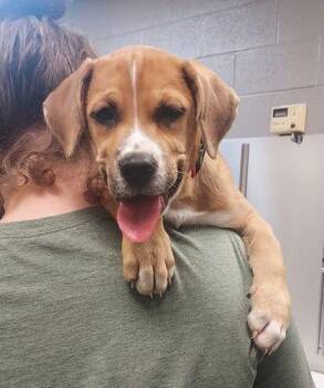 Brownie -  Boxer and Border Collie Dog for Adoption in Williamsport, Pennsylvania - Brownie | PetCurious