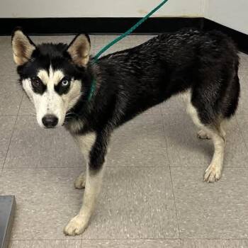 Shasta 26-10-109 -  Husky Dog for Adoption in Bastrop, Texas - Shasta 26-10-109 | PetCurious