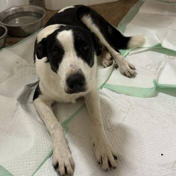 Scout -  Collie and Mixed Breed Dog for Adoption in San Saba, Texas - Scout | PetCurious