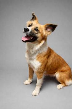 Australian Shepherd and Mixed Breed Dogs Available for Adoption - Chu Chu | PetCurious