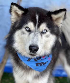 SAMPSON -  Husky Dog for Adoption in Rowland Heights, California - SAMPSON | PetCurious