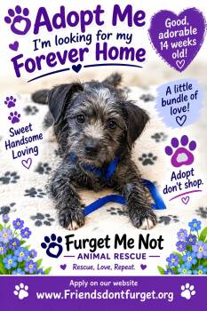 Goose ( Orlando, FL) -  Glen Of Imaal Terrier and Dachshund Dog for Adoption in Orlando, Florida - Goose ( Orlando, FL) | PetCurious