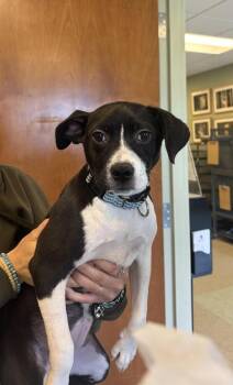 Bonnie -  Beagle Dog for Adoption in Kalamazoo, Michigan - Bonnie | PetCurious