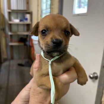 Sage -  Mixed Breed Dog for Adoption in Ruston, Louisiana - Sage | PetCurious