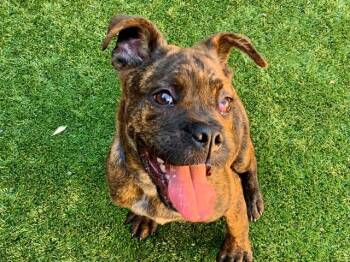 SAVE ME PLEASE KELLAN IDA551919 -  Boxer Dog for Adoption in San Marcos, California - SAVE ME PLEASE KELLAN IDA551919 | PetCurious