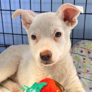Prim -  Mixed Breed Dog for Adoption in Redwood Valley, California - Prim | PetCurious