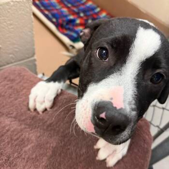 Pit Bull Terrier Dogs Available for Adoption in Reno, Nevada - Amelia | PetCurious