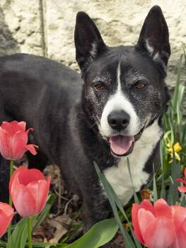Holly -  Husky Dog for Adoption in Chicago, Illinois - Holly | PetCurious