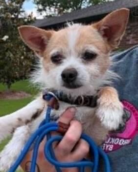 Ed -  Terrier Dog for Adoption in Broken Arrow, Oklahoma - Ed | PetCurious