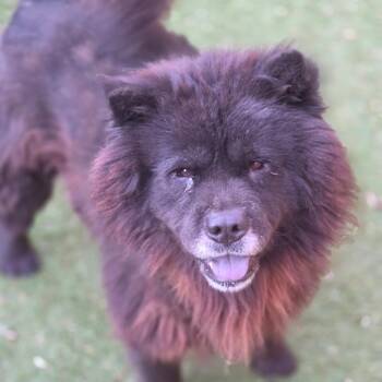 Midnight JuM -  Chow Chow Dog for Adoption in Austin, Texas - Midnight JuM | PetCurious