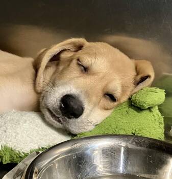 Pinto -  Foxhound Dog for Adoption in Parma, Ohio - Pinto | PetCurious