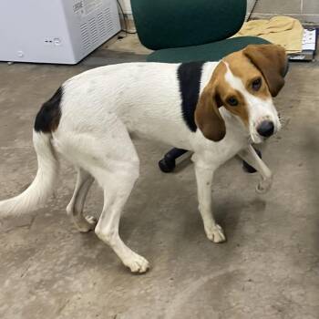 Dolly Jo -  Coonhound Dog for Adoption in Corbin, Kentucky - Dolly Jo | PetCurious